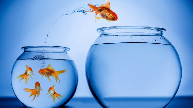 Ein Goldfisch springt aus einem kleinen runden Glas in ein größeres Glas, in dem keine Goldfische schwimmen.